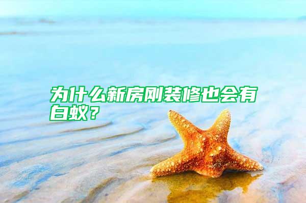 為什么新房剛裝修也會有白蟻？