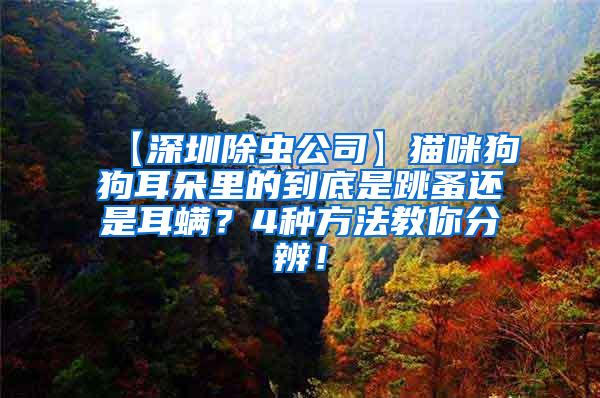 【深圳除蟲公司】貓咪狗狗耳朵里的到底是跳蚤還是耳螨？4種方法教你分辨！