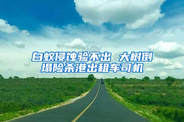 白蟻侵蝕驗不出 大樹倒塌險殺港出租車司機