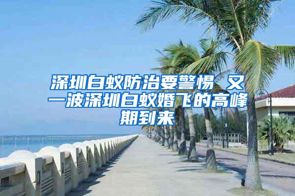 深圳白蟻防治要警惕 又一波深圳白蟻婚飛的高峰期到來