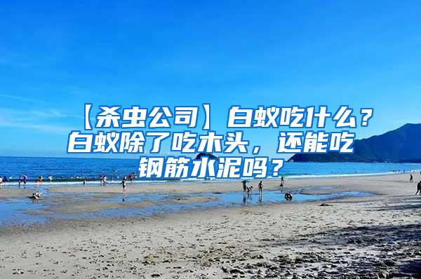 【殺蟲公司】白蟻吃什么？白蟻除了吃木頭，還能吃鋼筋水泥嗎？