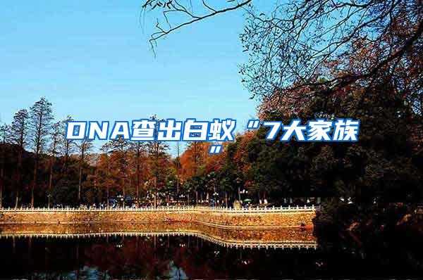 DNA查出白蟻“7大家族”