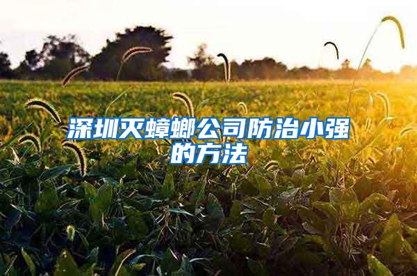 深圳滅蟑螂公司防治小強的方法