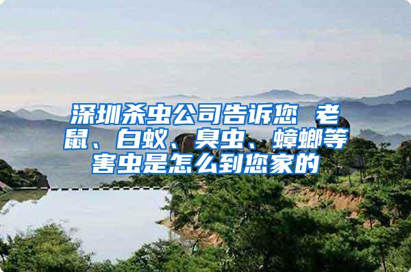 深圳殺蟲公司告訴您 老鼠、白蟻、臭蟲、蟑螂等害蟲是怎么到您家的