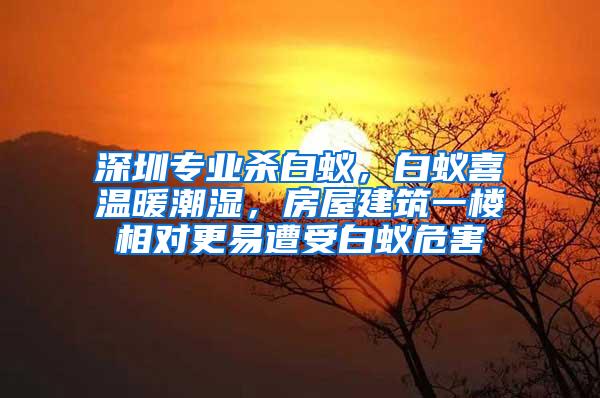 深圳專業(yè)殺白蟻，白蟻喜溫暖潮濕，房屋建筑一樓相對更易遭受白蟻危害