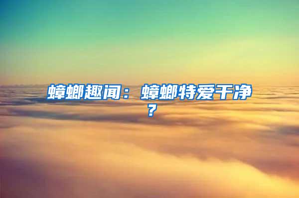 蟑螂趣聞：蟑螂特愛干凈？