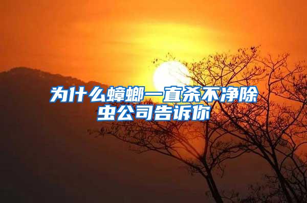 為什么蟑螂一直殺不凈除蟲公司告訴你