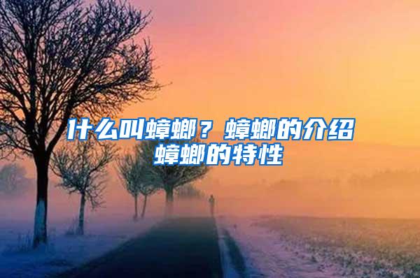 什么叫蟑螂？蟑螂的介紹 蟑螂的特性