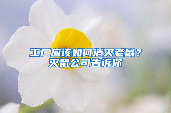 工廠應(yīng)該如何消滅老鼠？滅鼠公司告訴你