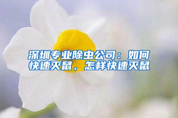 深圳專業(yè)除蟲公司：如何快速滅鼠，怎樣快速滅鼠