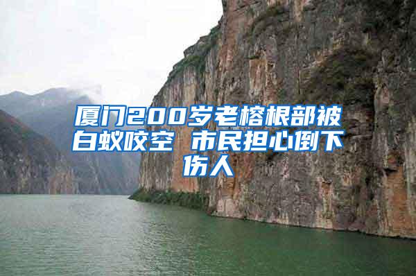 廈門(mén)200歲老榕根部被白蟻咬空 市民擔(dān)心倒下傷人