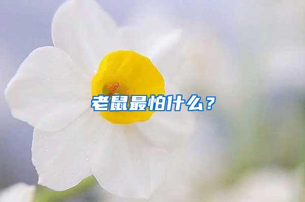 老鼠最怕什么？