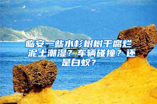 臨安一些水杉樹樹干腐爛 泥土潮濕？車輛碰撞？還是白蟻？