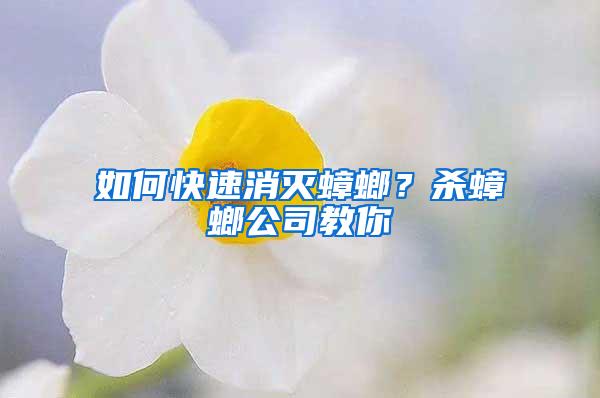 如何快速消滅蟑螂？殺蟑螂公司教你