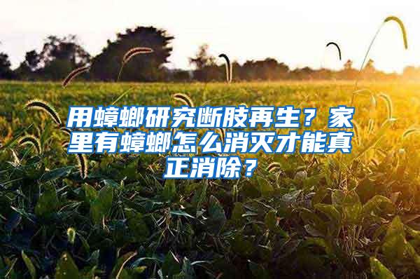 用蟑螂研究斷肢再生？家里有蟑螂怎么消滅才能真正消除？