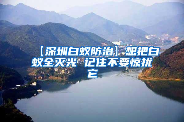 【深圳白蟻防治】想把白蟻全滅光 記住不要驚擾它