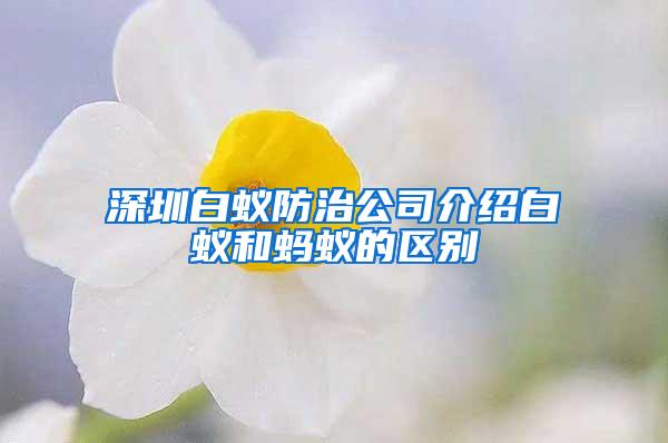 深圳白蟻防治公司介紹白蟻和螞蟻的區別