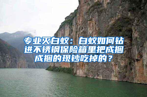 專業滅白蟻：白蟻如何鉆進不銹鋼保險箱里把成捆成捆的現鈔吃掉的？