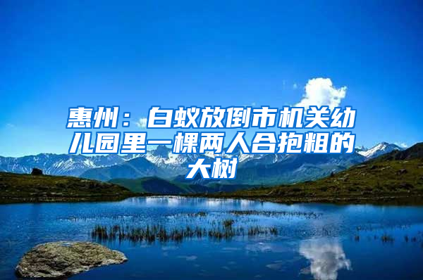 惠州：白蟻放倒市機關(guān)幼兒園里一棵兩人合抱粗的大樹