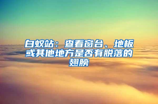 白蟻站：查看窗臺、地板或其他地方是否有脫落的翅膀