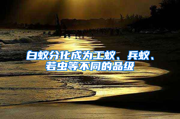 白蟻分化成為工蟻、兵蟻、若蟲等不同的品級