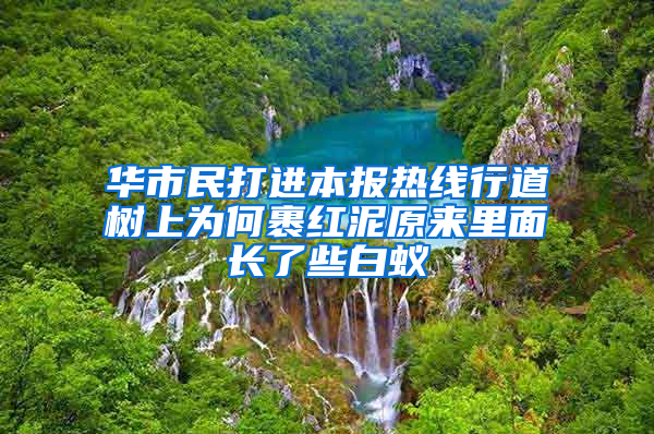 華市民打進本報熱線行道樹上為何裹紅泥原來里面長了些白蟻